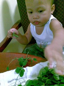 LC picking malunggay leaves