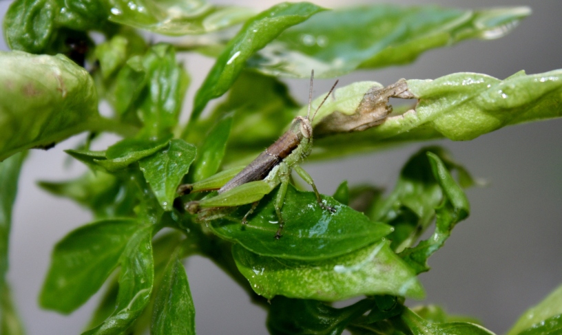 Grasshopper on my basil